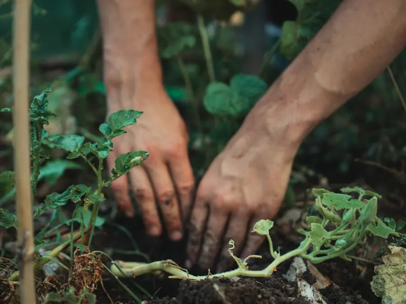 Mains plantant un jeune plant dans la terre